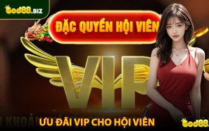 Ưu Đãi VIP Cho Hội Viên - Đặc Quyền Xịn Không Phải Ai Cũng Có